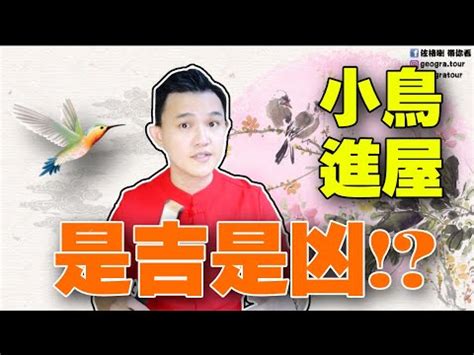 小鳥飛進家裡簽幾號|【小鳥跑進家裡】小鳥闖進家裡，是什麼吉兆還是凶兆？教你看懂。